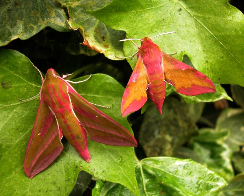Two pink moths on green leaves