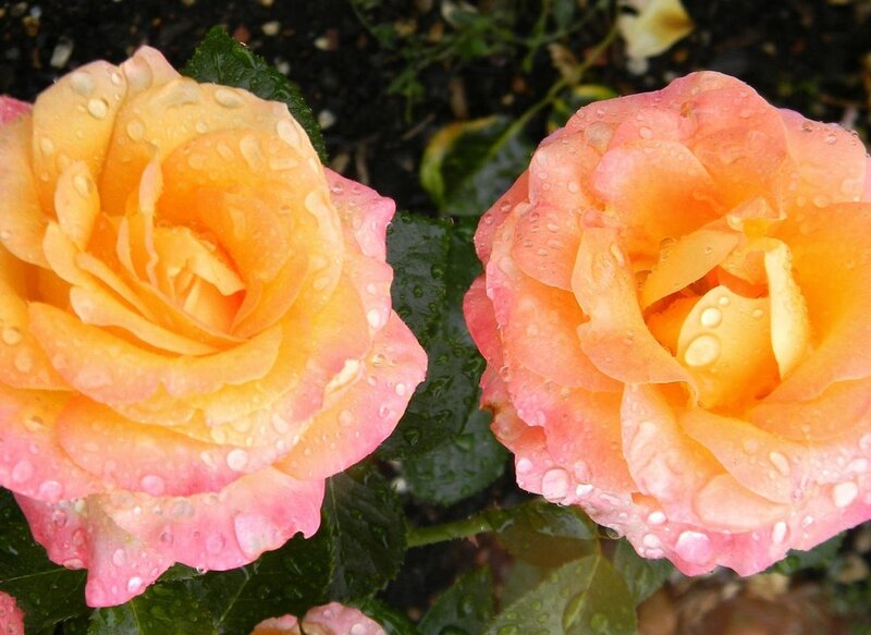 Two Pink-orange Roses — Pink