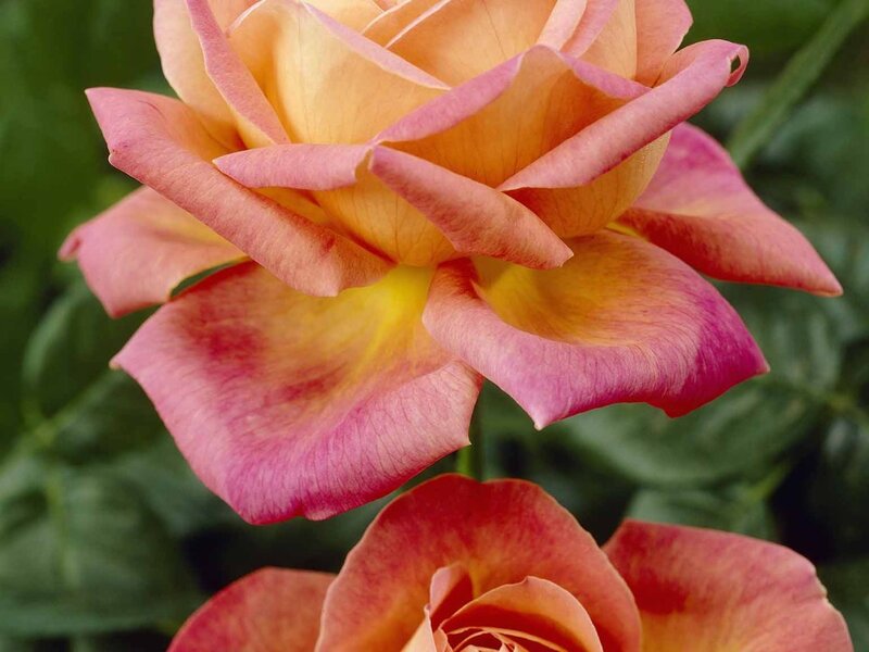 Two Pink-orange Roses