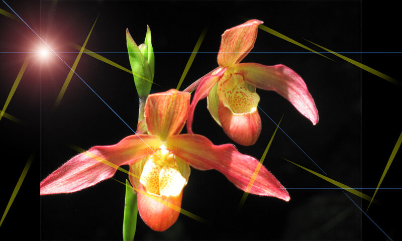 Two Pink Orchid Flowers — Dramatic