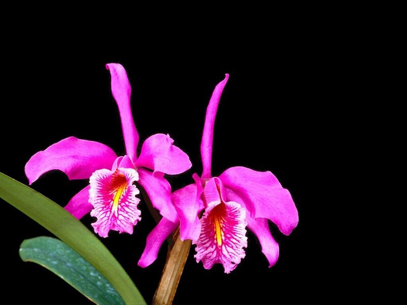 Two Pink Orchid Flowers
