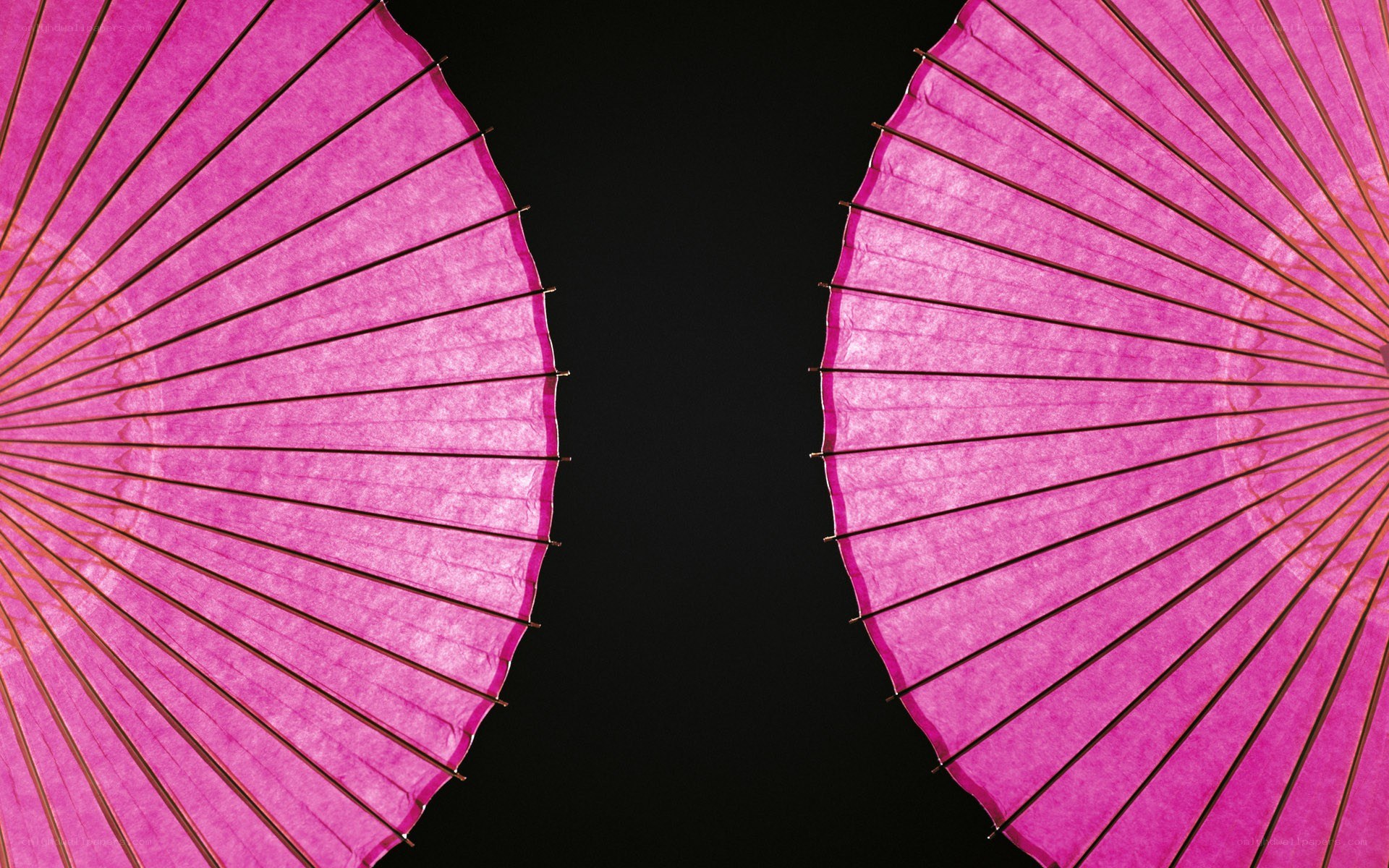 Two pink parasols against black