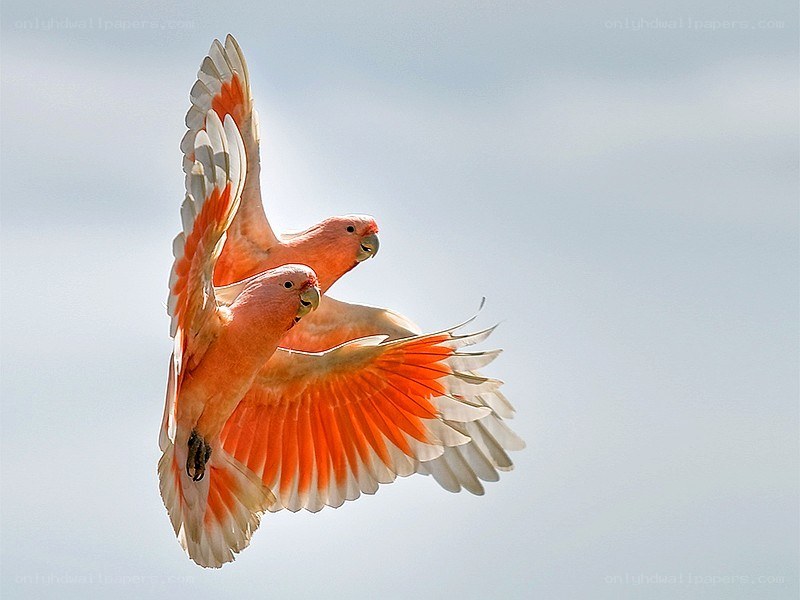Two pink parrots in flight