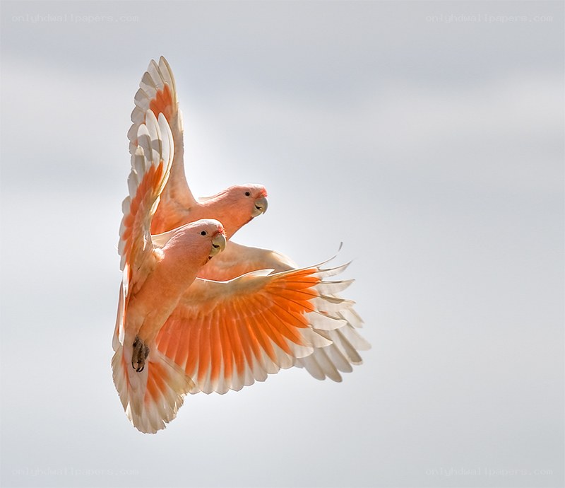 Two pink parrots in flight