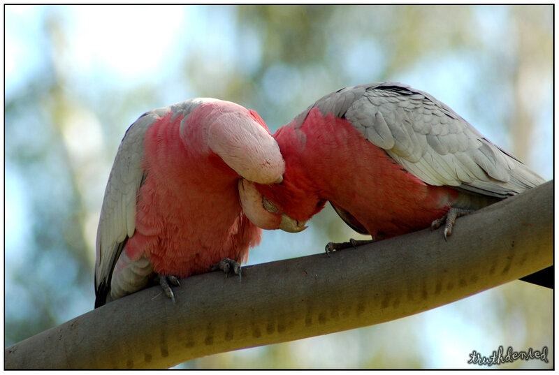 Two Pink Parrots