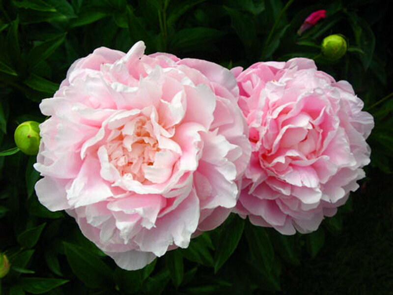 Two Pink Peonies — Calm