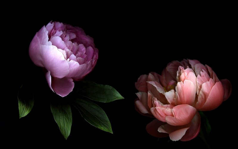 Two Pink Peonies — Dramatic, Photograph