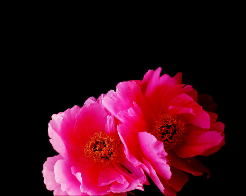 Two Pink Peonies — Dramatic