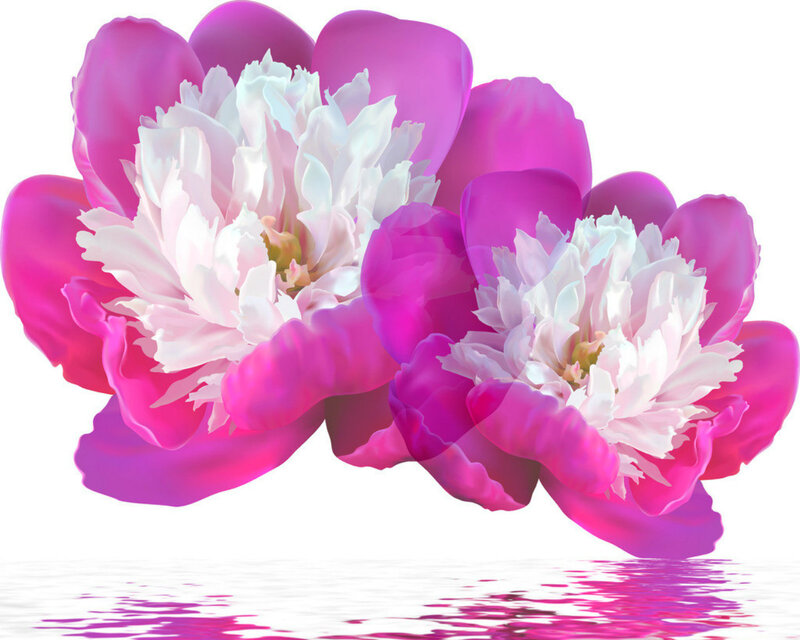Two Pink Peonies — Serene
