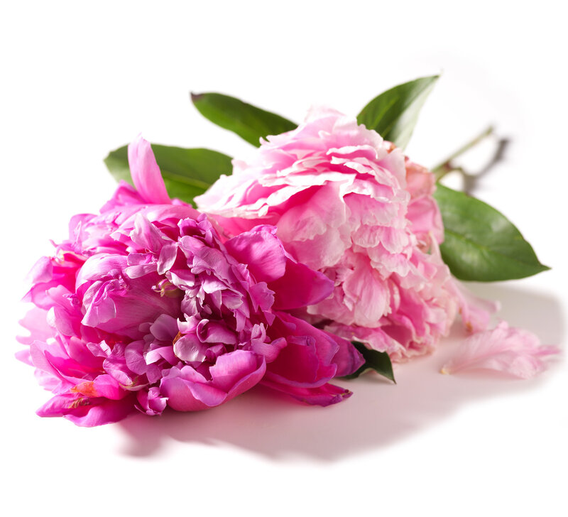 Two Pink Peonies