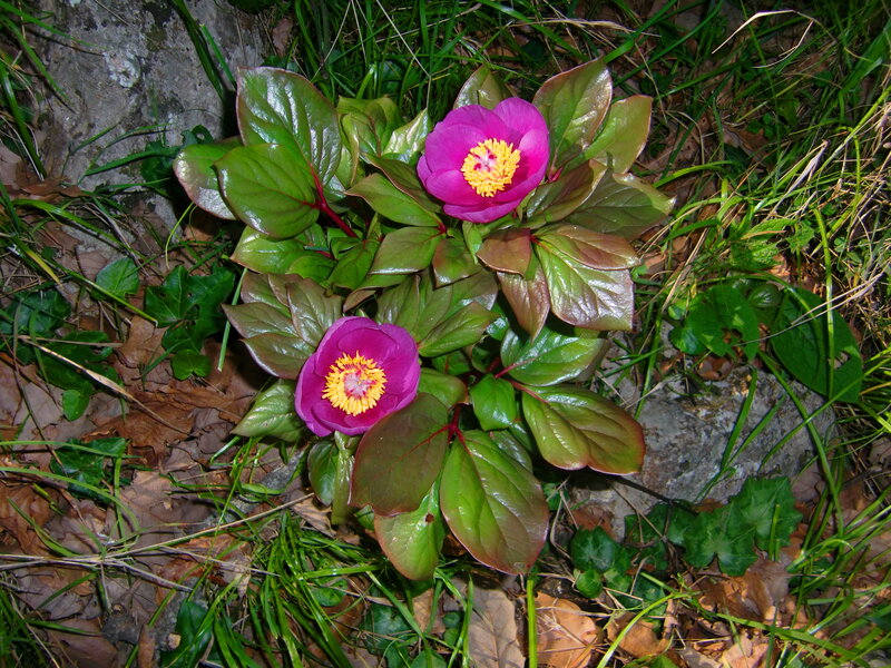 Two Pink Peony Flowers — Natural