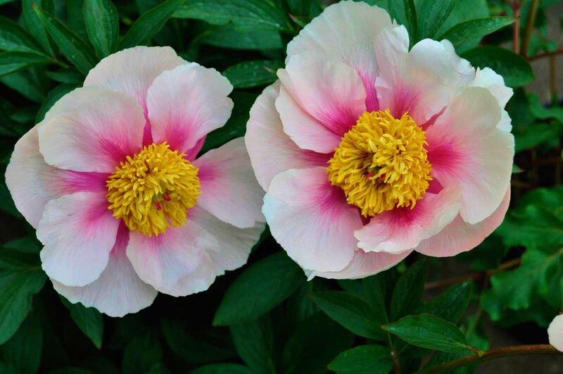 Two Pink Peony Flowers — Serene