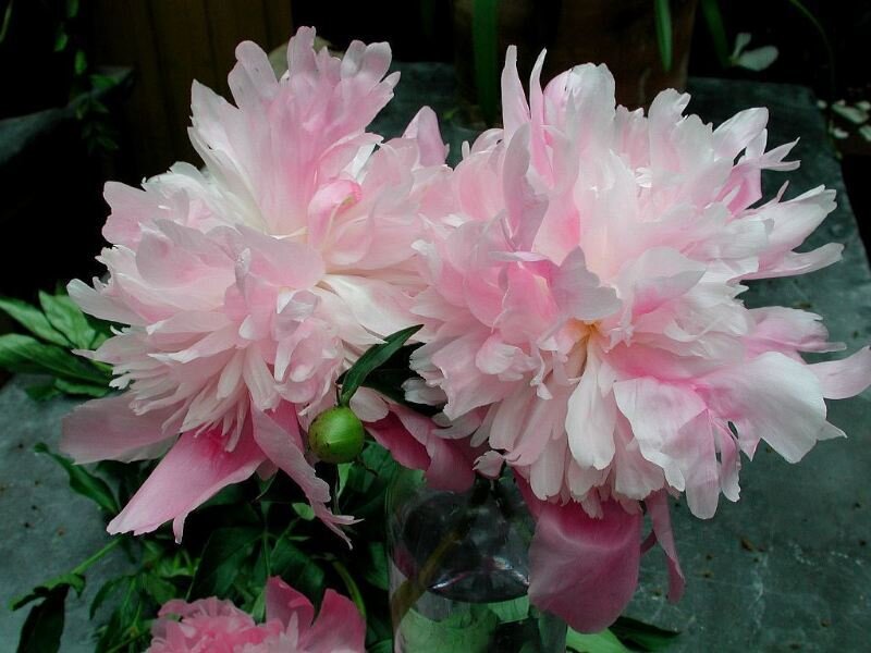 Two Pink Peony Flowers