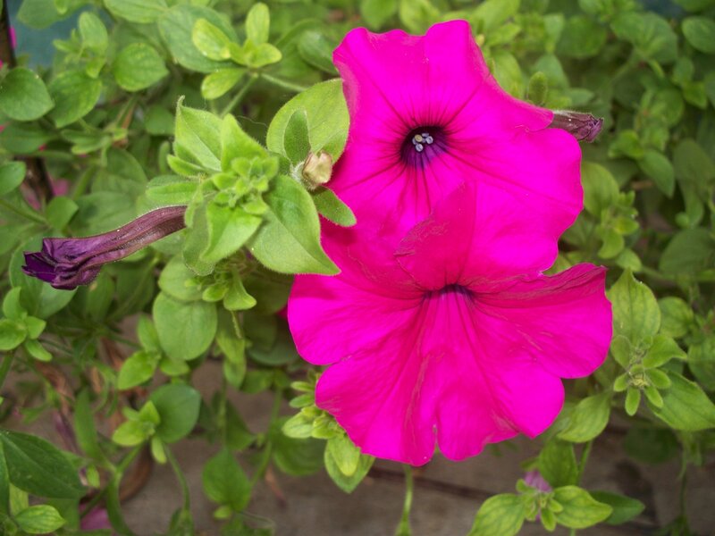 Two Pink Petunia Flowers