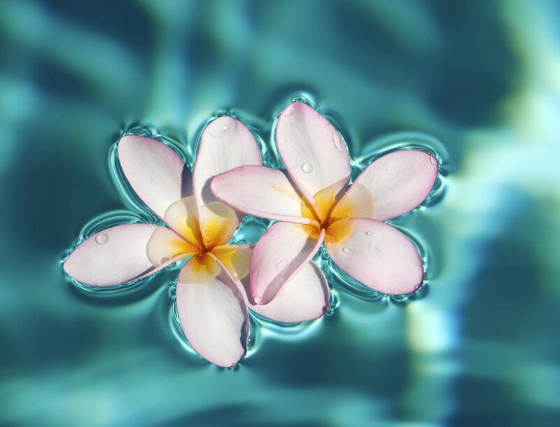 Two Pink Plumeria Flowers — Serene