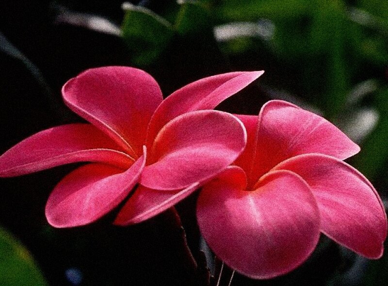Two Pink Plumeria Flowers