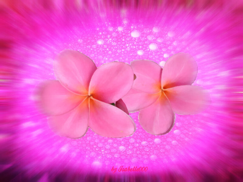 Two Pink Plumeria Flowers — Vibrant