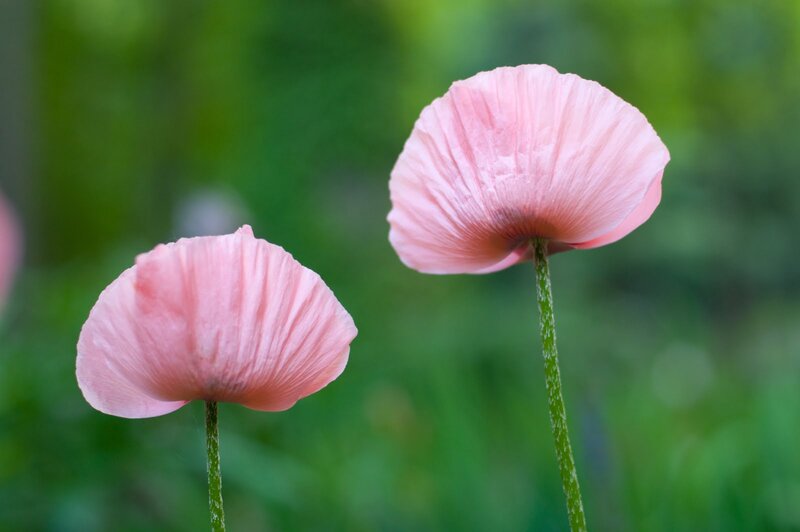Two Pink Poppy Flowers