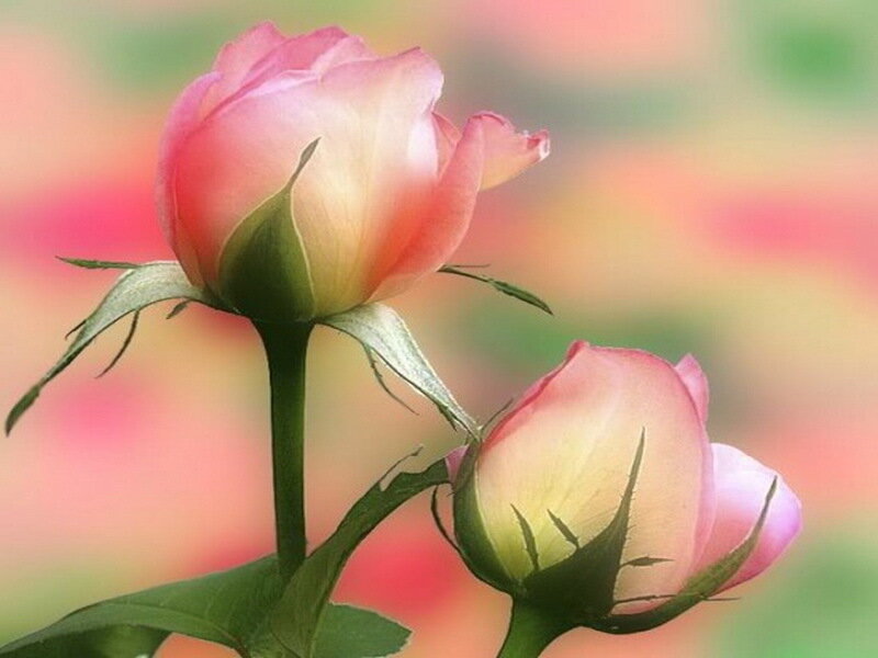 Two Pink Rose Buds