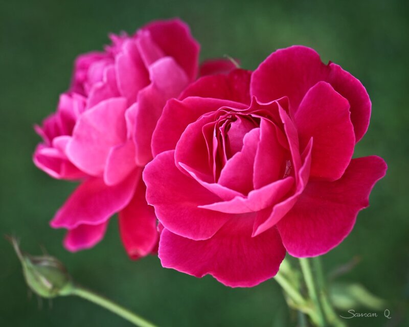 Two Pink Roses — Calm, Afternoon, Photograph, Buds