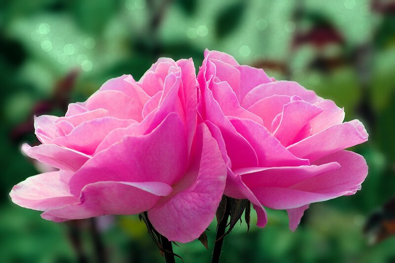 Two Pink Roses — Calm, Afternoon, Photograph, Green Leaves, Flower Buds