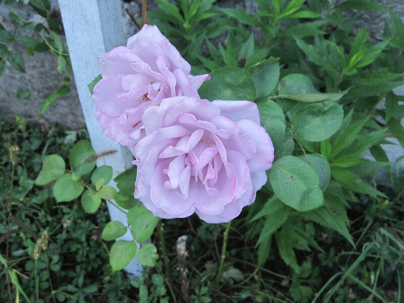 Two Pink Roses — Calm, Afternoon, Photograph, Green Leaves, White Post