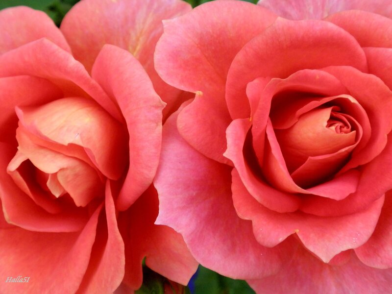 Two Pink Roses — Calm, Afternoon, Photograph, Petals