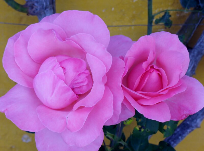 Two Pink Roses — Calm, Afternoon, Photograph