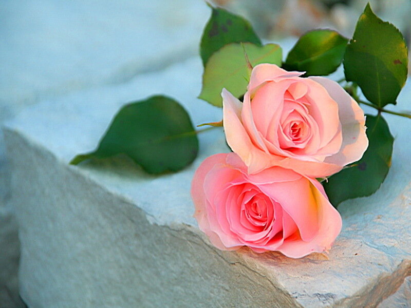 Two Pink Roses — Calm, Afternoon