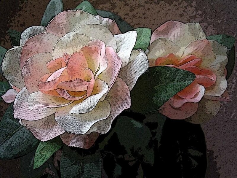 Two Pink Roses — Calm, Illustration