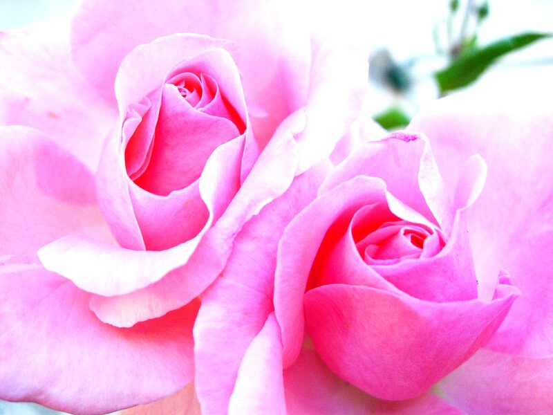 Two Pink Roses — Calm, Morning