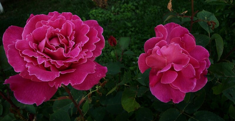 Two Pink Roses — Calm, Night, Photograph, Bush