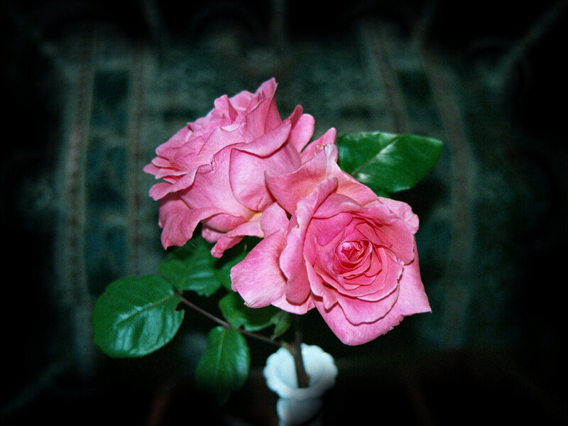Two Pink Roses — Calm, Night