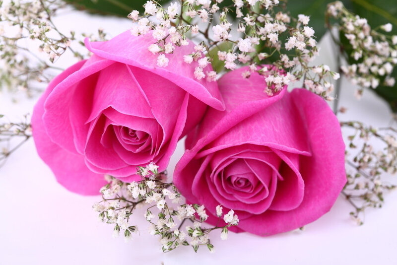 Two Pink Roses — Calm, Photograph, Baby's Breath