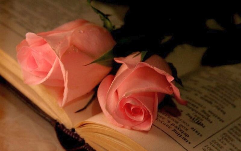 Two Pink Roses — Calm, Photograph, Book, Pages