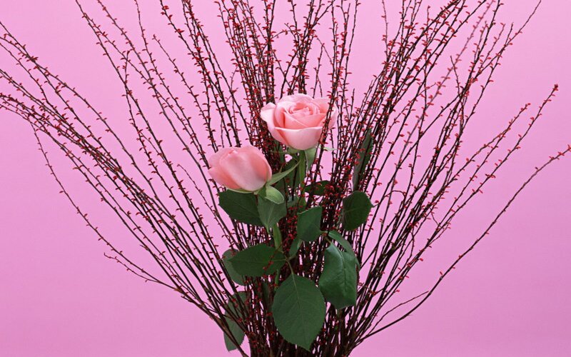 Two Pink Roses — Calm, Photograph, Branches