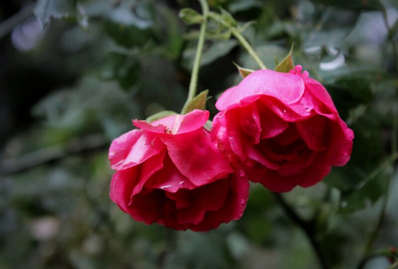Two Pink Roses — Calm, Photograph, Flowers, Leaves