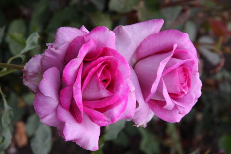 Two Pink Roses — Calm, Photograph, Flowers