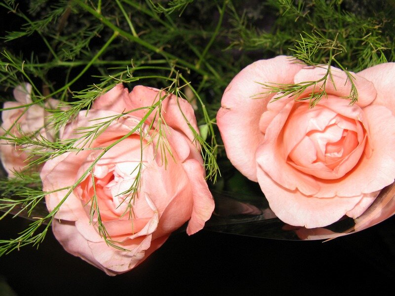 Two Pink Roses — Calm, Photograph, Green Foliage