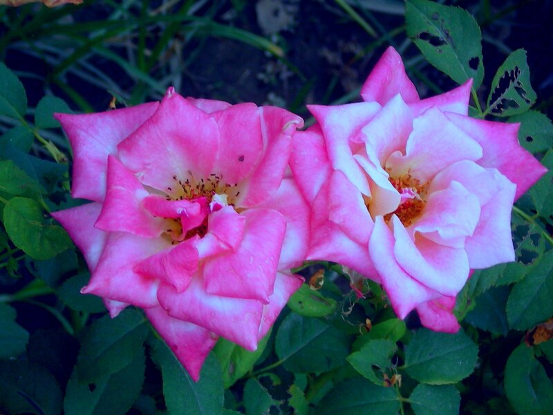 Two Pink Roses — Calm, Photograph, Green Leaves, Flower Buds