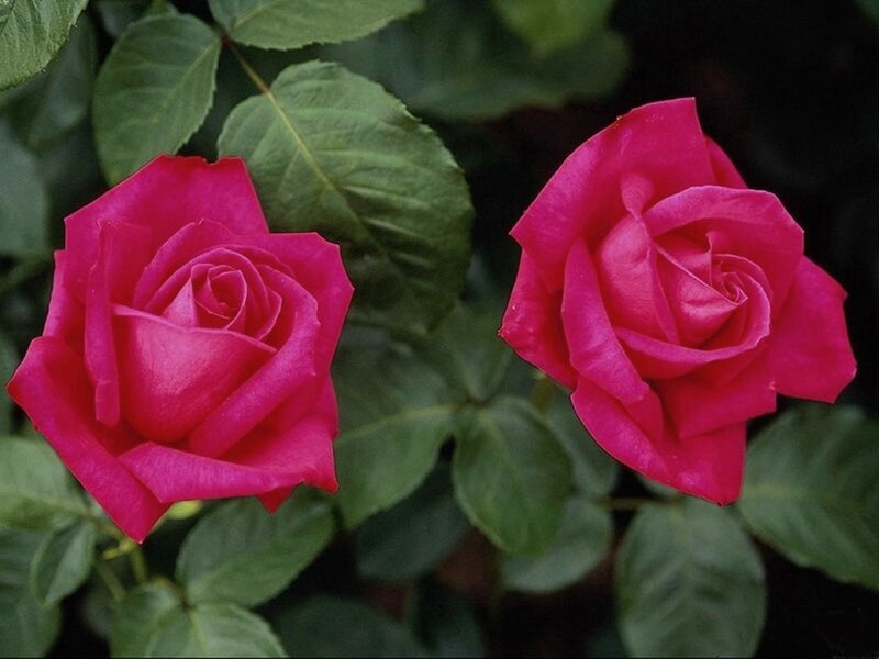 Two Pink Roses — Calm, Photograph, Green Leaves, Green