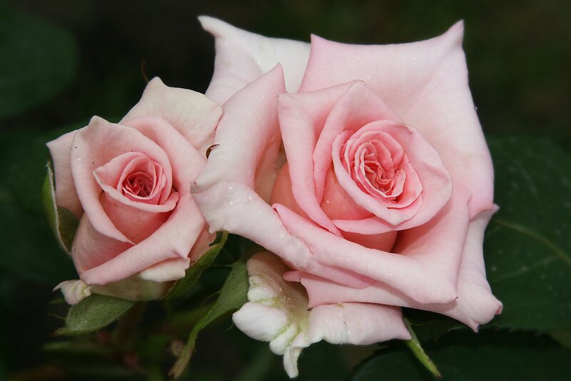Two Pink Roses — Calm, Photograph, Green Leaves, Petals