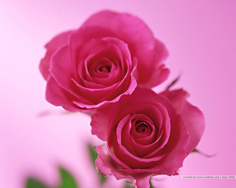 Two Pink Roses — Calm, Photograph, Green Leaves, Purple
