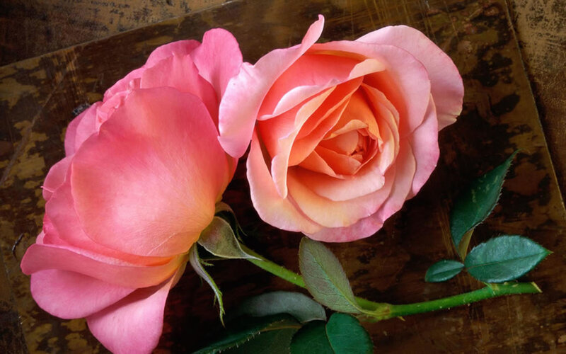 Two Pink Roses — Calm, Photograph, Green Leaves, Stem