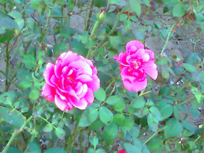 Two Pink Roses — Calm, Photograph, Green Leaves