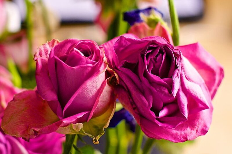 Two Pink Roses — Calm, Photograph, Green Stems, Buds