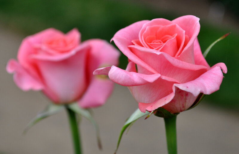 Two Pink Roses — Calm, Photograph, Green Stems, Leaves