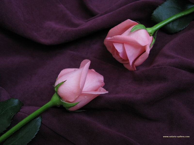 Two Pink Roses — Calm, Photograph, Green Stems