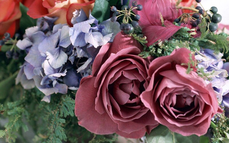 Two Pink Roses — Calm, Photograph, Hydrangeas