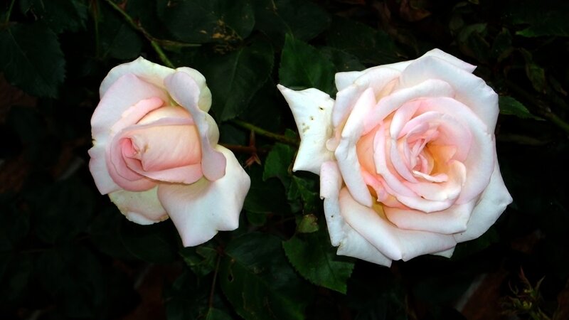 Two Pink Roses — Calm, Photograph, Leaves, Bloom